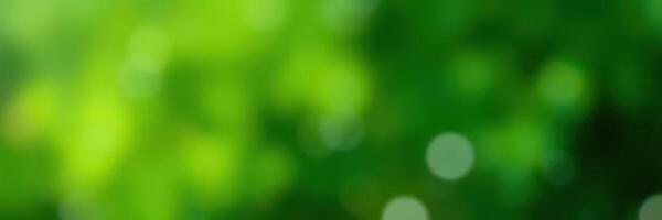 Lush green foliage with soft bokeh effect captures the essence of nature on a sunny day in a serene park photo
