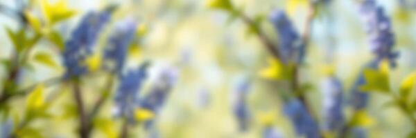 Beautiful blue flowers blooming in a serene garden during spring season photo