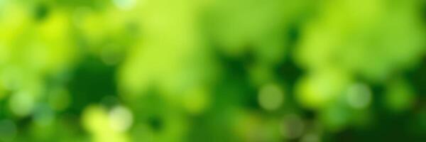 Green foliage creates a tranquil atmosphere in a serene outdoor space during a sunny afternoon photo