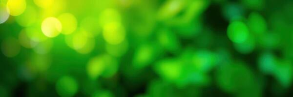 Lush green foliage glowing under soft sunlight filters through the trees in a serene natural setting photo