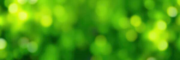Soft green bokeh background creating a tranquil atmosphere in natural light photo