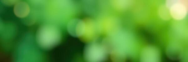 Vibrant green foliage creates a serene atmosphere in a tranquil natural setting during a sunny afternoon photo
