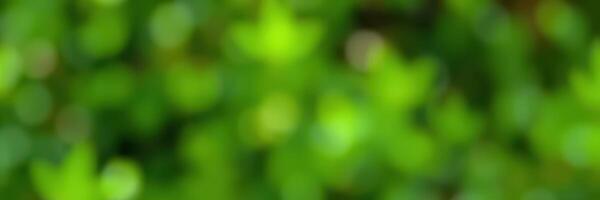 Lush green foliage with soft bokeh effect captures the essence of a serene outdoor setting during daylight hours photo