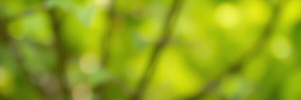 Vibrant green foliage with soft sunlight filtering through trees creates a serene atmosphere in a peaceful forest photo