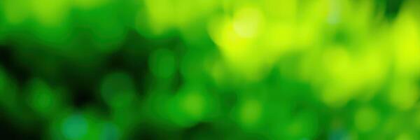 Lush greenery with soft bokeh effect creating a tranquil, natural atmosphere in a sunny park during midday photo