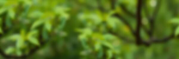 Lush greenery fills the landscape with vibrant leaves under soft natural light in a tranquil outdoor setting photo