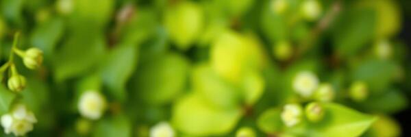 Beautiful green foliage with delicate white flowers brightening the environment during spring photo