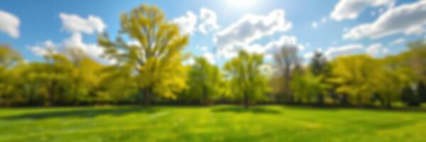 Bright sunny day in a green park surrounded by lush trees and vibrant nature photo