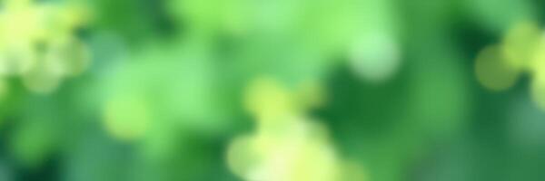 Beautiful green foliage in a vibrant outdoor setting during late spring with soft sunlight filtering through leaves photo