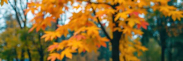 Colorful autumn leaves create a beautiful backdrop in a serene park during the fall season photo