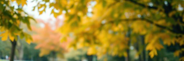 Vibrant autumn trees displaying yellow leaves in a serene park during the fall season photo