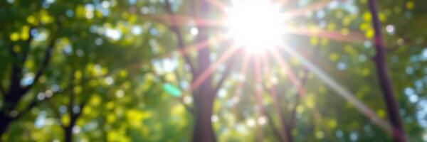 Glorious sunlight filters through lush green leaves in a tranquil forest canopy photo