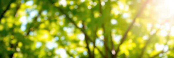Sunlight filters through lush green leaves in a serene forest setting during a peaceful afternoon walk photo