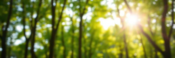 Sunlight filters through leaves in a lush forest during a serene morning in late spring photo