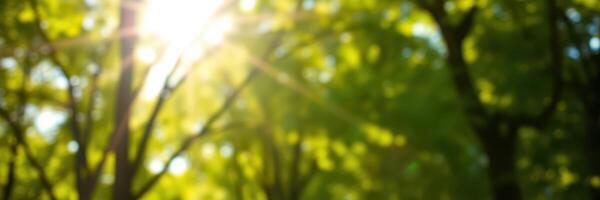 Sunlight filters through lush green trees in a tranquil forest setting during a peaceful afternoon photo
