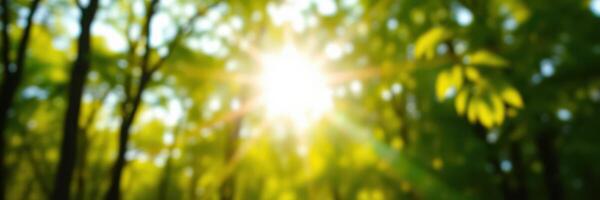 Sunlight filters through lush green leaves in a vibrant forest on a warm summer day photo