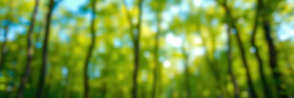 Lush green forest with sunlight filtering through trees during a calm summer day photo