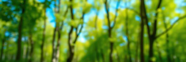 Vibrant green forest under bright blue sky on a sunny day in the heart of nature photo
