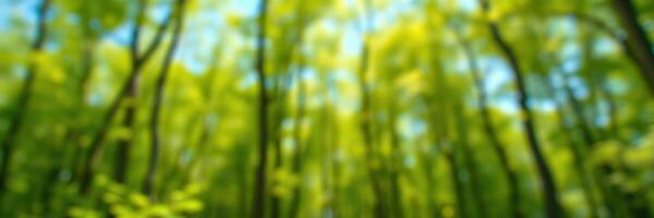 Lush green forest with sunlight filtering through trees during spring season photo