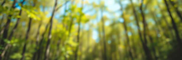 Lush green forest canopy on a bright sunny day with natural light filtering through trees photo