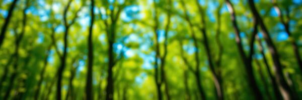 Sunlight filters through lush green trees in a vibrant forest during a serene summer day photo