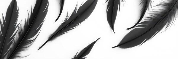 Black feathers arranged in a creative pattern on a white background showcasing texture and design photo