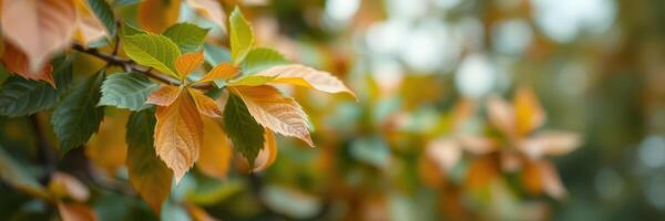 Autumn leaves change colors in a serene natural setting during a tranquil afternoon photo