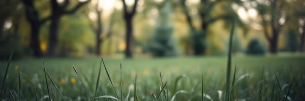 Grass and trees in a tranquil park showcasing the beauty of nature during late afternoon sun photo