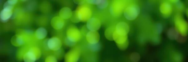Soft green bokeh creates a serene atmosphere in a lush garden setting during daytime photo