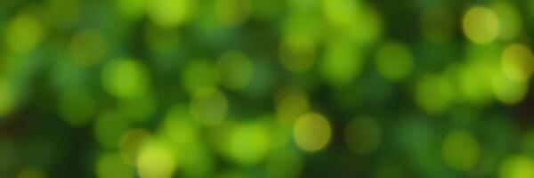 Nature's beauty captured in vibrant green bokeh during a sunny day in the forest photo