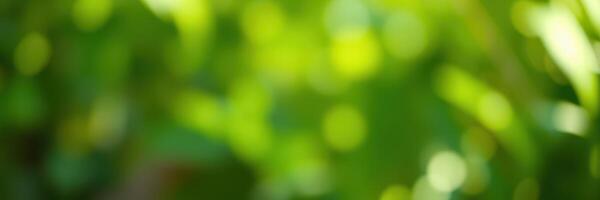 Lush green foliage with soft bokeh effect seen in a sunlit garden in mid-afternoon photo