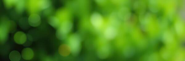 Vibrant green foliage captured in soft focus during a sunny afternoon in a lush garden photo