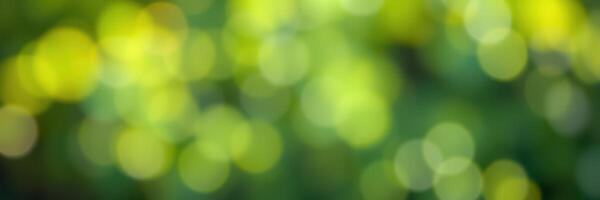 Vibrant green bokeh effect showcasing natural light filtering through leaves in a lush forest during daytime photo