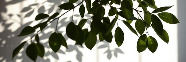 Bright sunlight filters through green leaves creating intricate shadows on a white background photo