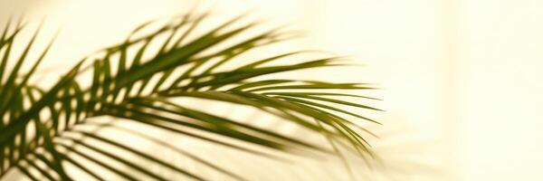 Soft sunlight filters through a window, casting shadows on lush green palm leaves in a serene indoor space photo