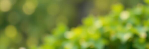 Lush green background with blurred leaves creating a serene and peaceful atmosphere photo