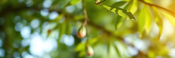 Close-up view of green leaves with soft sunlight filtering through in a lush garden during late spring photo
