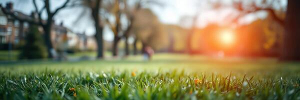 Relaxing afternoon in a park with vibrant green grass and warm sunlight photo