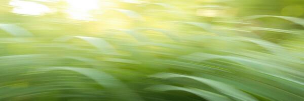 Green foliage sways gently in the breeze during a bright sunny day in a vibrant forest setting photo