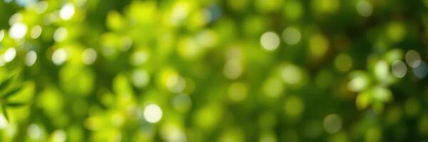 Lush green foliage with soft bokeh effect creates a serene atmosphere in a sunny garden setting photo