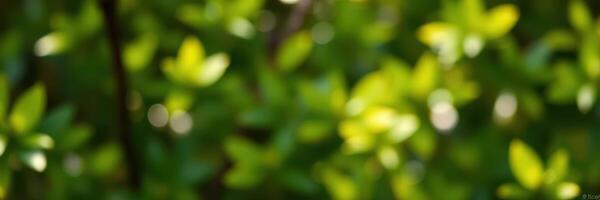 Green foliage creates a serene atmosphere in the heart of the forest during a sunny afternoon photo