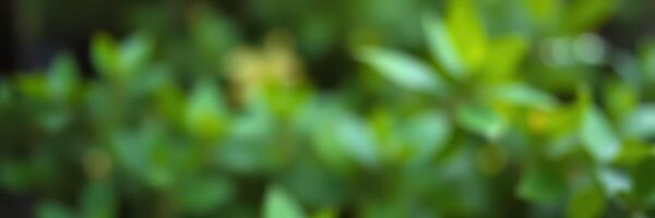 Green foliage creates a serene atmosphere in a peaceful garden setting photo