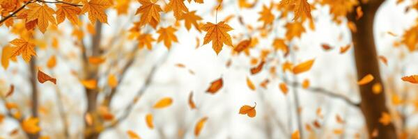 Autumn leaves fall gently from trees in a serene park creating a golden carpet of color on the ground photo