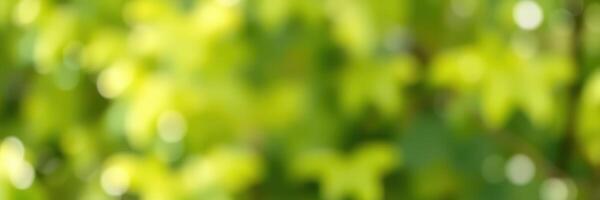 Vibrant green leaves illuminated by sunlight create a serene and calming atmosphere in a natural setting photo