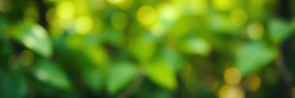 Close-up view of lush green leaves bathed in soft sunlight during a serene afternoon in a tropical forest photo