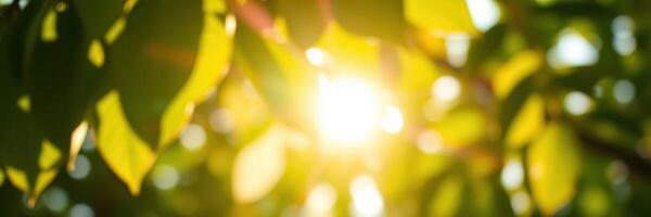 Sunlight filtering through vibrant green leaves on a warm summer day in a peaceful outdoor setting photo