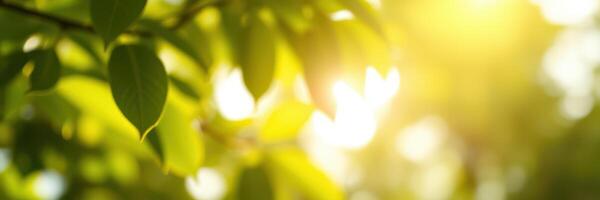 Sunlight filtering through green leaves creates a serene and tranquil atmosphere in the forest during early morning hours photo