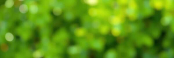 Lush green foliage blurs in natural light, creating a serene and refreshing atmosphere in an outdoor setting photo