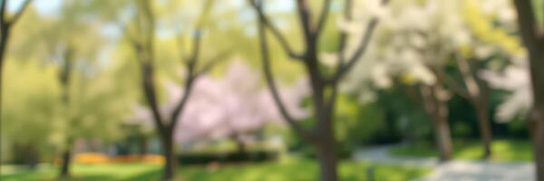 Cherry blossom park in spring filled with vibrant flowers and lush greenery under soft sunlight photo