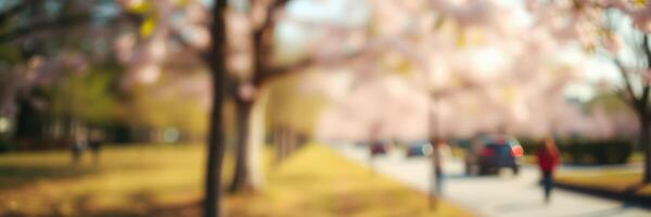 Cherry blossoms create a picturesque spring atmosphere along a vibrant park pathway photo